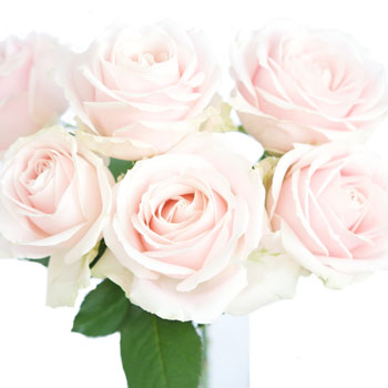 Hybrid Tea Rose Sweet Avalanche