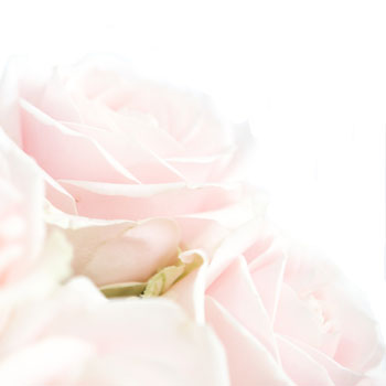 Hybrid Tea Rose Sweet Avalanche