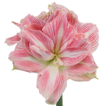 Candy Pink Amaryllis Flower