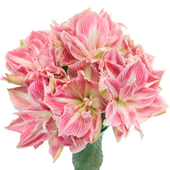 Candy Pink Amaryllis Flower