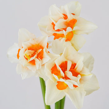 Orange Blossom Daffodil Flower