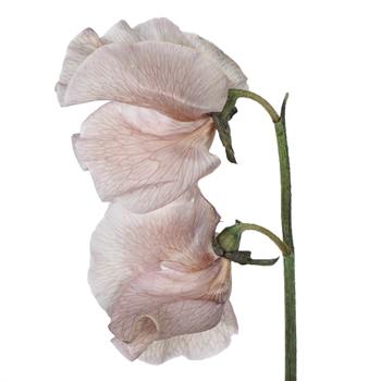 Sweet Pea Brownie