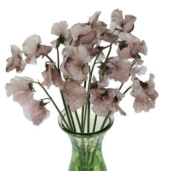 Sweet Pea Brownie