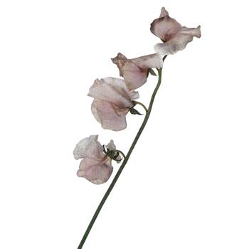 Sweet Pea Brownie
