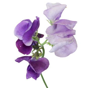 Purple Sweet Pea Flower