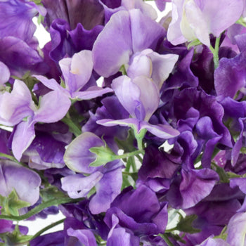 Purple Sweet Pea Flower