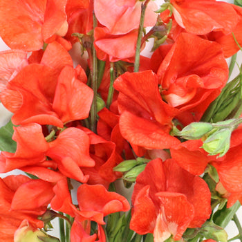 Sweet Pea Red Flower April to July
