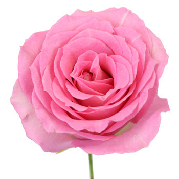 Strawberry Taffy Sweetheart Roses