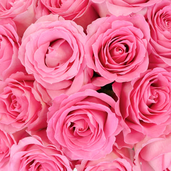 Strawberry Taffy Sweetheart Roses
