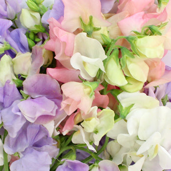 Sweet Pea Flowers for DIY Weddings