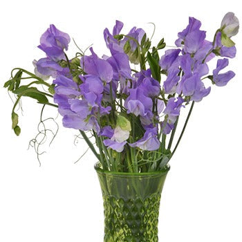 Lavender Flower Sweet Pea