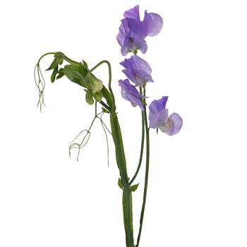 Lavender Flower Sweet Pea