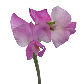 Sweet Peas Dark Pink Flower
