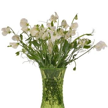 Sweet Pea White Flower