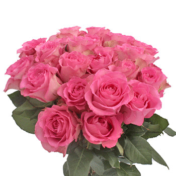 Sweet Unique Pink Rose