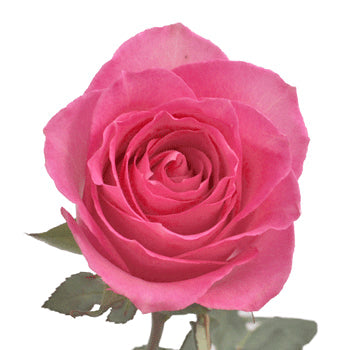 Sweet Unique Pink Rose