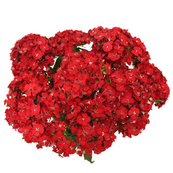 Sweet William Red Flowers
