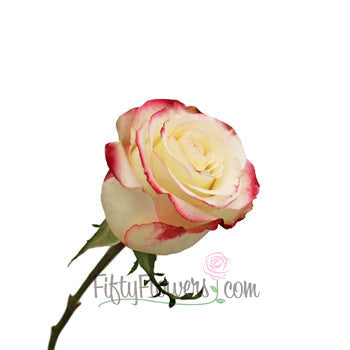 Sweetness Pink Frills White Rose