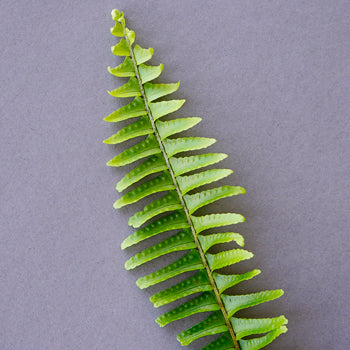 Wedding greenery sword fern filler flowers sold near me