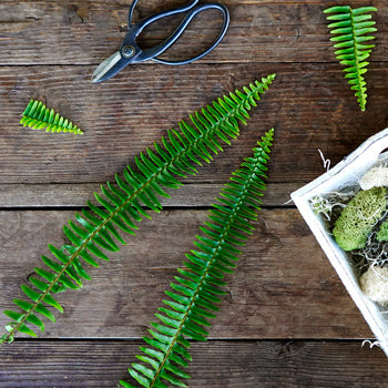 Sword Fern Greens