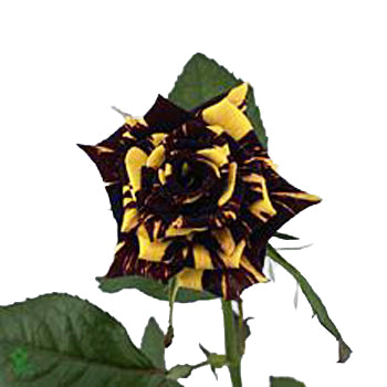 Bicolor Red and Yellow Sweetheart Roses