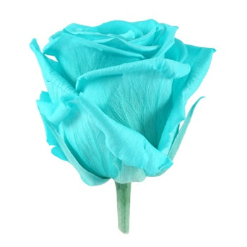 Preserved Tiffany Rose