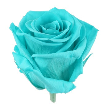 Preserved Tiffany Rose