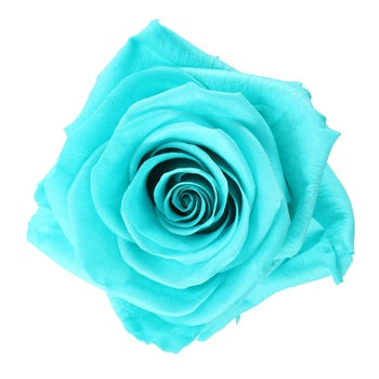 Preserved Tiffany Rose