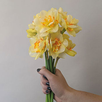 Tahiti Sunrise Daffodil
