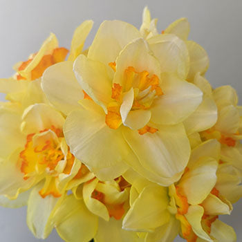 Ready To Go Wholesale Centerpieces Card