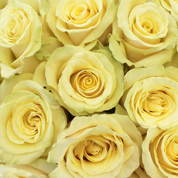 Whipped Butter Takini Cream Rose