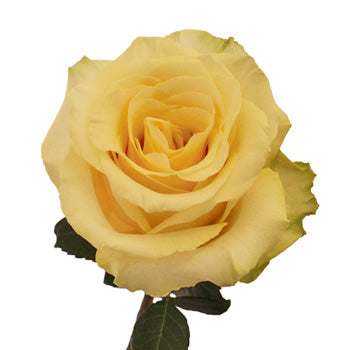 Whipped Butter Takini Cream Rose