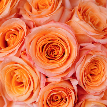 Coral Passion Rose