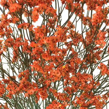 Orange Airbrushed Limonium Filler Flowers