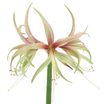 Tango Mini Amaryllis Flower