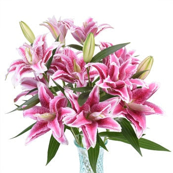Double Bloom Watermelon Lily