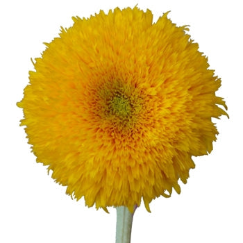 Teddy Bear Bulk Sunflowers