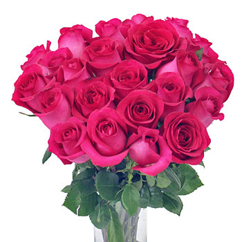 Raspberry Pout Rose