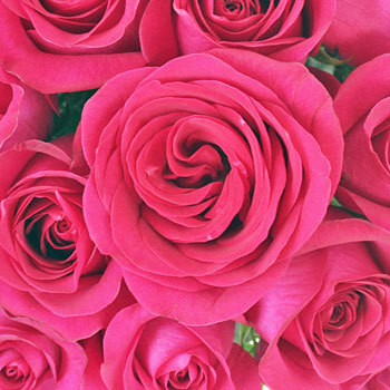 Raspberry Pout Rose