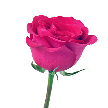 Raspberry Pout Rose
