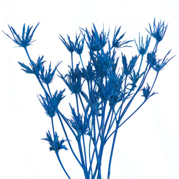 Deep Blue Thistle Flower Tinted