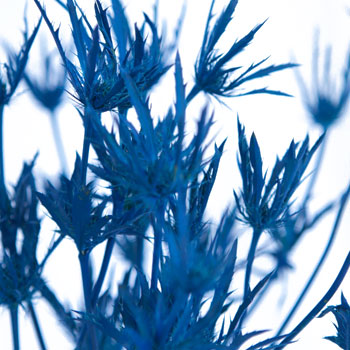 Deep Blue Thistle Flower Tinted