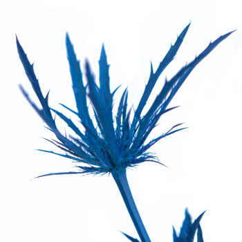 Deep Blue Thistle Flower Tinted