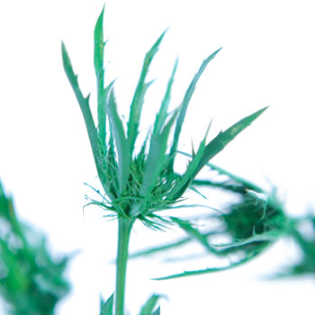 Thistle Pine Green Flower