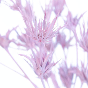 Pink Tinted Thistle Flower
