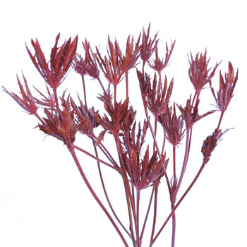 Thistle Red Tinted Flower