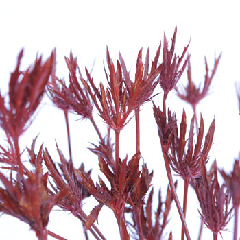 Thistle Red Tinted Flower