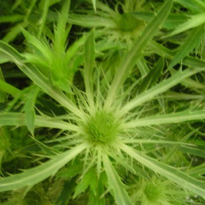 Thistle Lime Green Flower