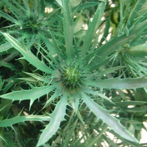 Thistle Pine Green Flower