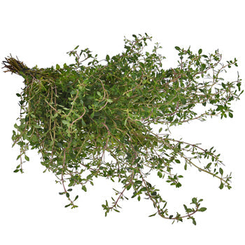 Fresh Cut Bulk Thyme Herb